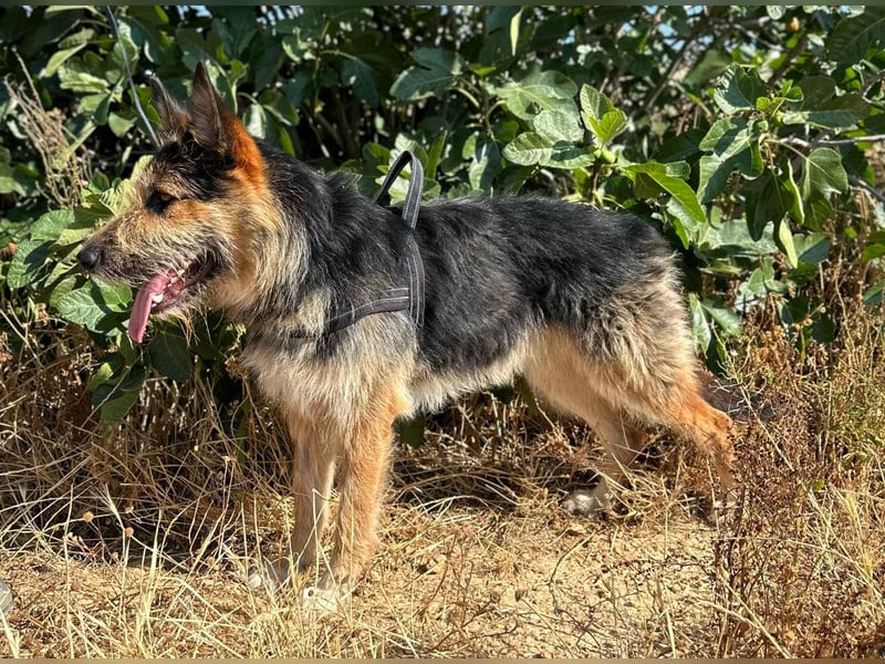 Luca