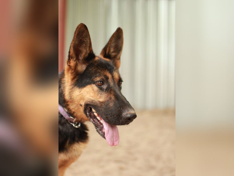 Dorel Stattlicher Schäferhundmix sucht Zuhause mit Rückhalt und Verständnis