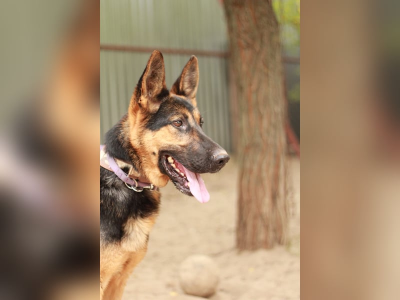 Dorel Stattlicher Schäferhundmix sucht Zuhause mit Rückhalt und Verständnis
