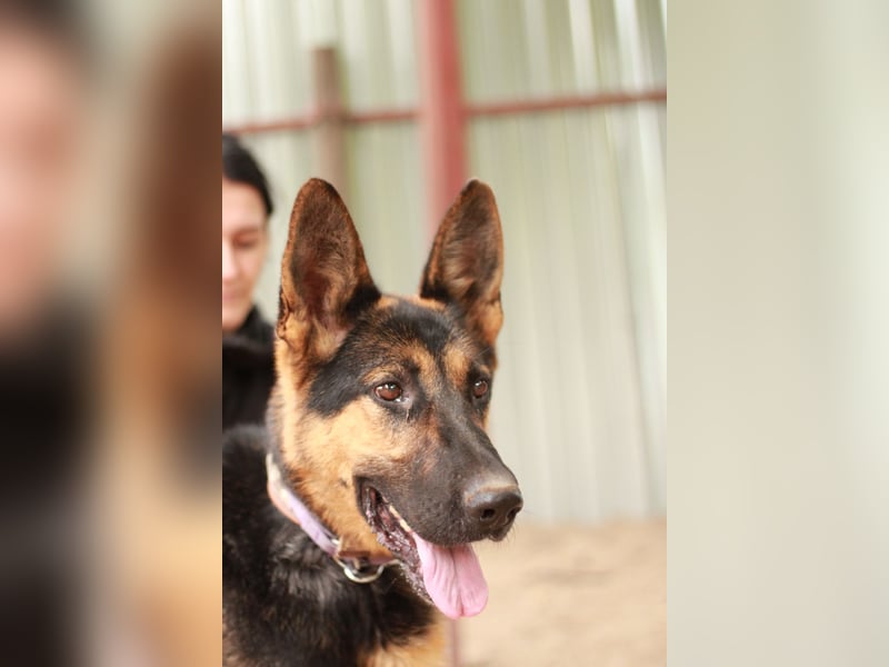 Dorel Stattlicher Schäferhundmix sucht Zuhause mit Rückhalt und Verständnis