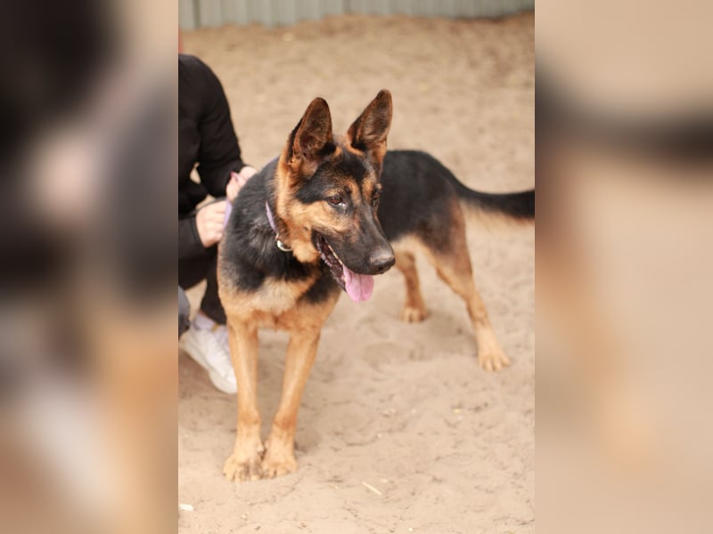 Dorel Stattlicher Schäferhundmix sucht Zuhause mit Rückhalt und Verständnis