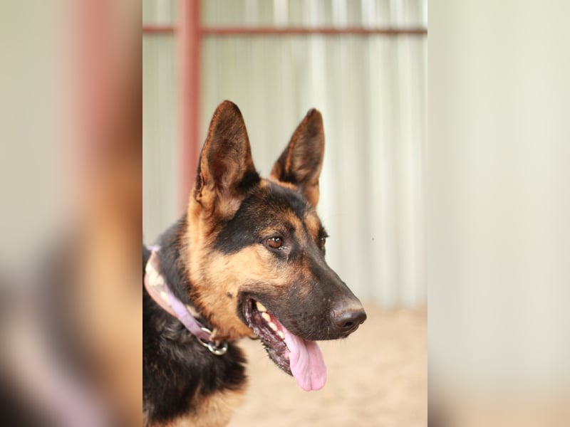 Dorel Stattlicher Schäferhundmix sucht Zuhause mit Rückhalt und Verständnis