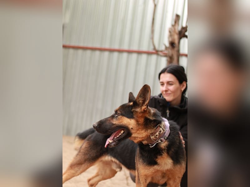Dorel Stattlicher Schäferhundmix sucht Zuhause mit Rückhalt und Verständnis