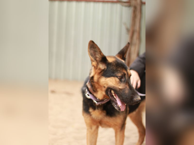 Dorel Stattlicher Schäferhundmix sucht Zuhause mit Rückhalt und Verständnis