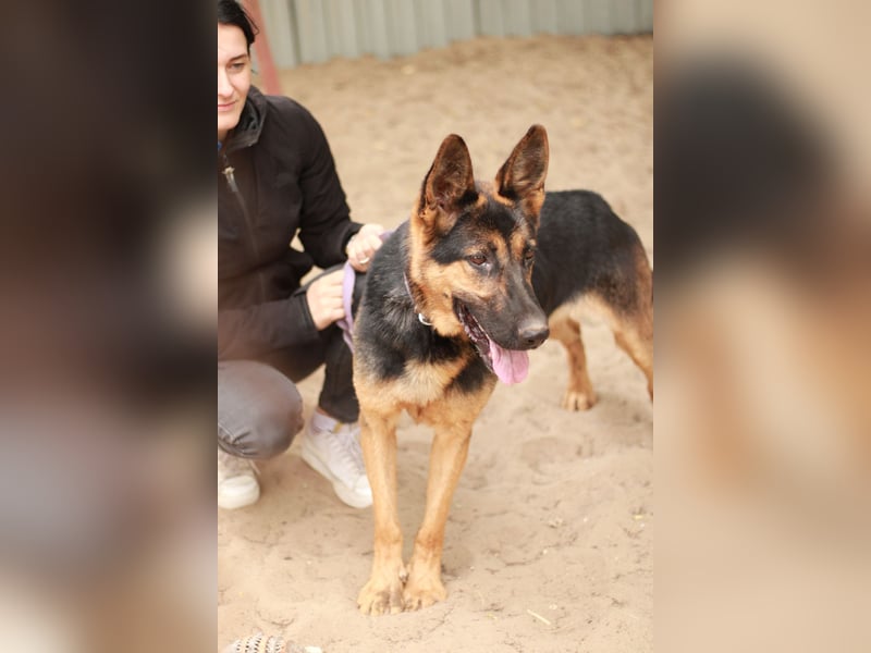 Dorel Stattlicher Schäferhundmix sucht Zuhause mit Rückhalt und Verständnis