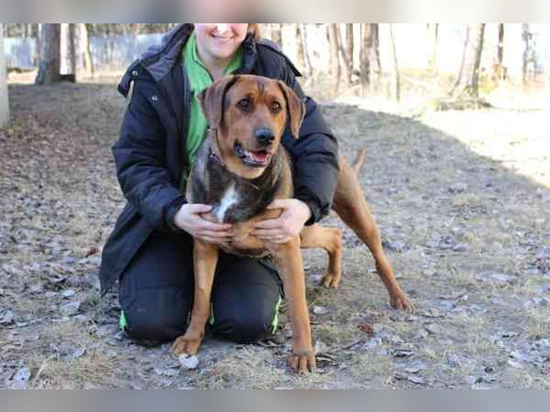 Coco, Schäferhund Bracken Mix, geb. 2020, tolle, gut erzogene Familienhündin