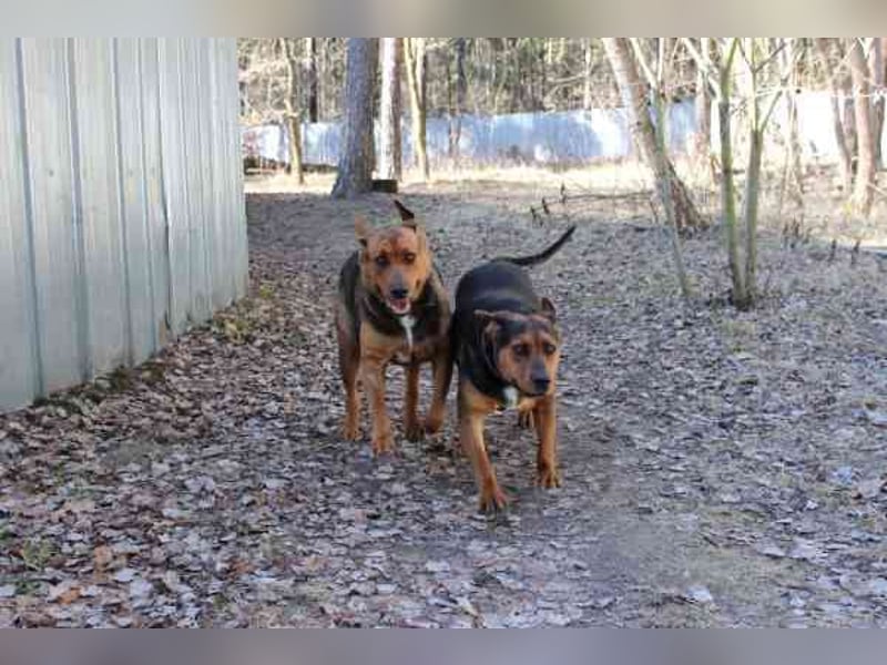 Coco, Schäferhund Bracken Mix, geb. 2020, tolle, gut erzogene Familienhündin