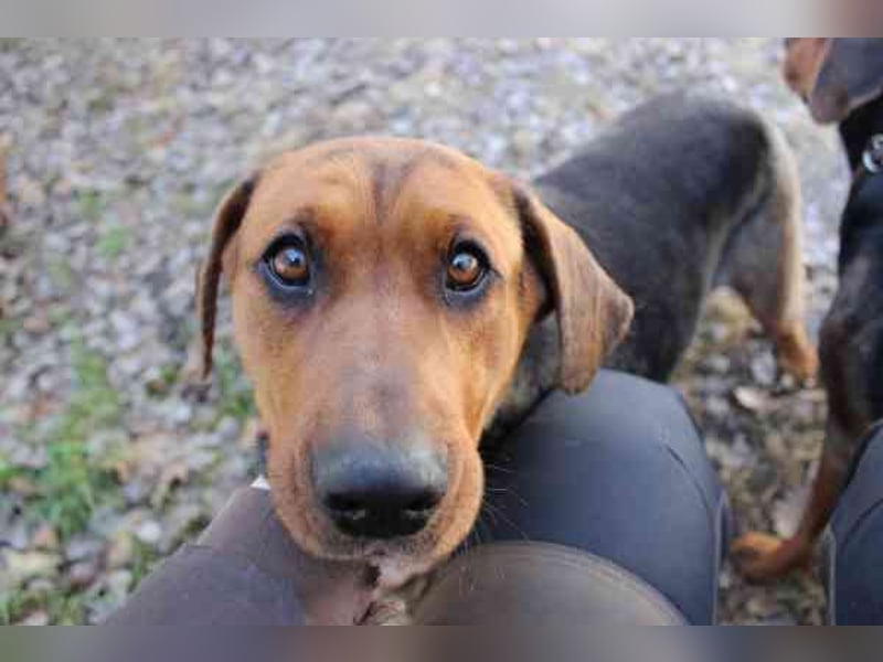 Coco, Schäferhund Bracken Mix, geb. 2020, tolle, gut erzogene Familienhündin