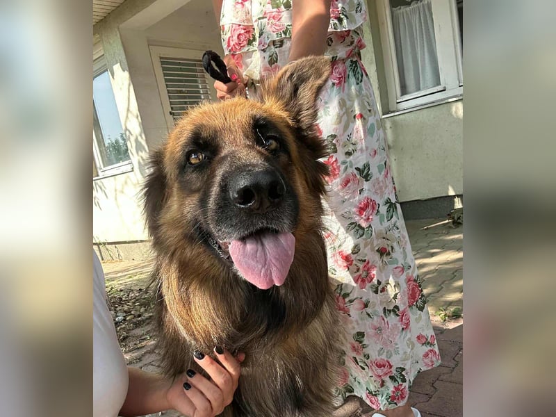 Nero, 6 Jahre, 65cm sucht seine Menschen