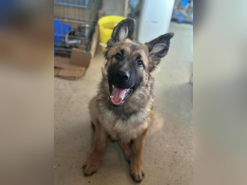 Hector, geboren 15.03.2025, 65cm sucht seine Aufgabe