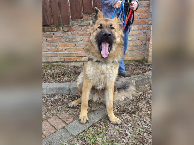 Hector, geboren 15.03.2025, 65cm sucht seine Aufgabe