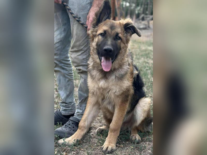 Hector, geboren 15.03.2025, 65cm sucht seine Aufgabe