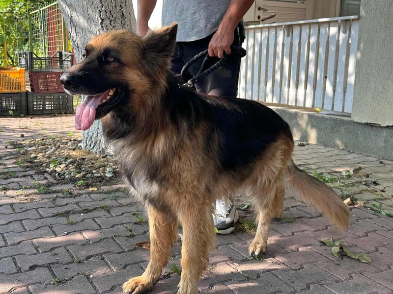 Nero, 6 Jahre, 65cm sucht seine Menschen