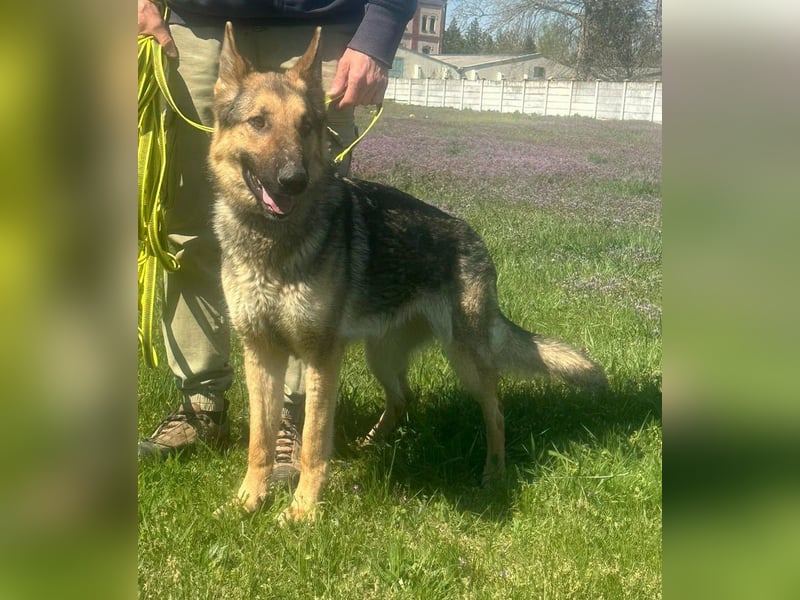 Lady, geboren 03.08.2024, 64cm sucht ihr Zuhause