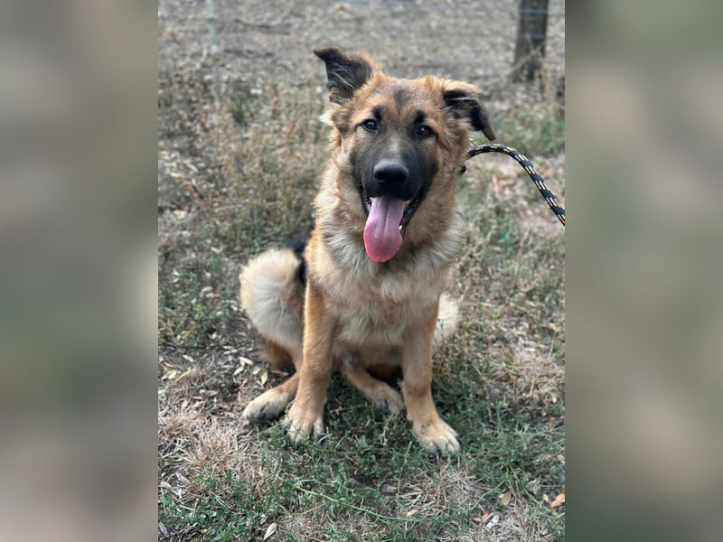 Hector, geboren 15.03.2025, 65cm sucht seine Aufgabe