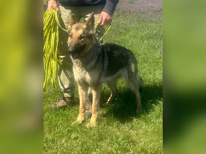 Lady, geboren 03.08.2024, 64cm sucht ihr Zuhause