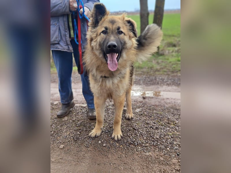 Hector, geboren 15.03.2025, 65cm sucht seine Aufgabe