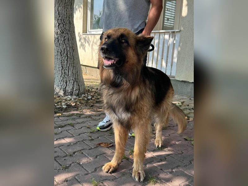Nero, 6 Jahre, 65cm sucht seine Menschen