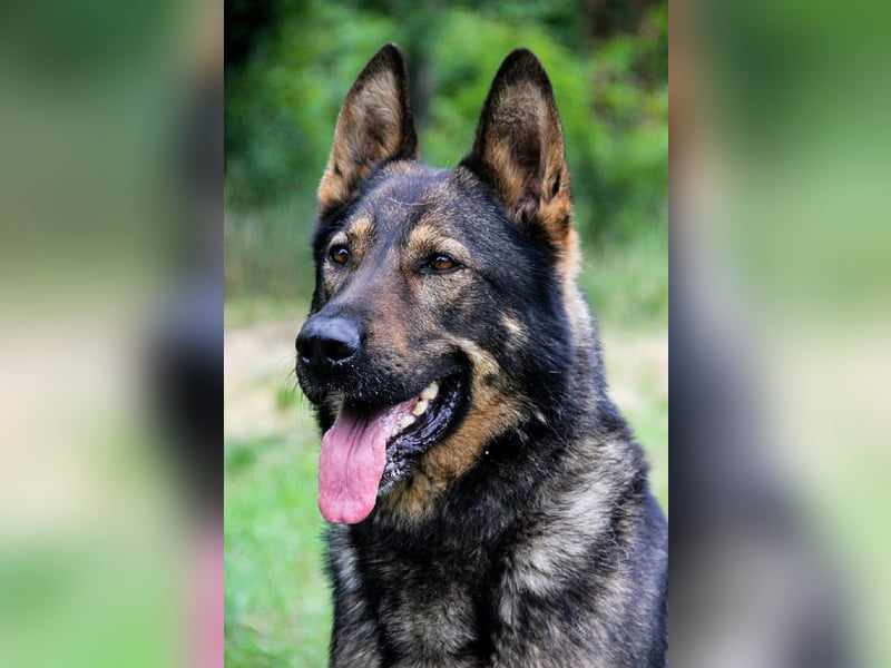 Qrock, 8 Jahre, 65cm sucht Schäfi - Liebhaber