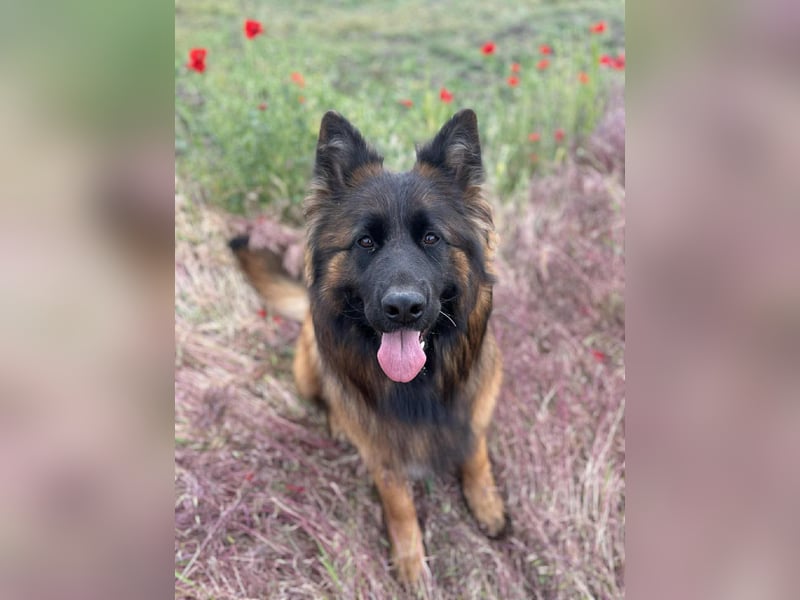 Florencia, 2 Jahre, 63cm sucht ihr für immer Zuhause