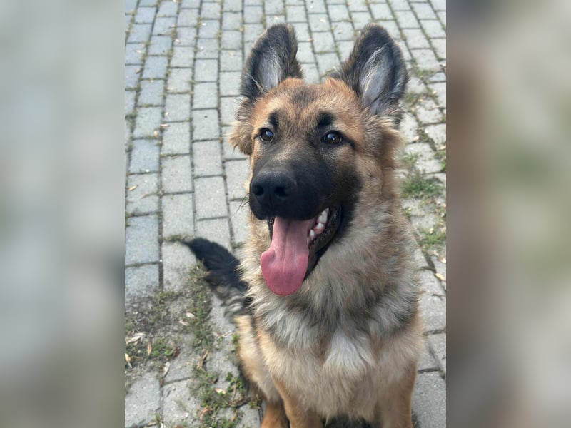 Hector, geboren 15.03.2025, 65cm sucht seine Aufgabe