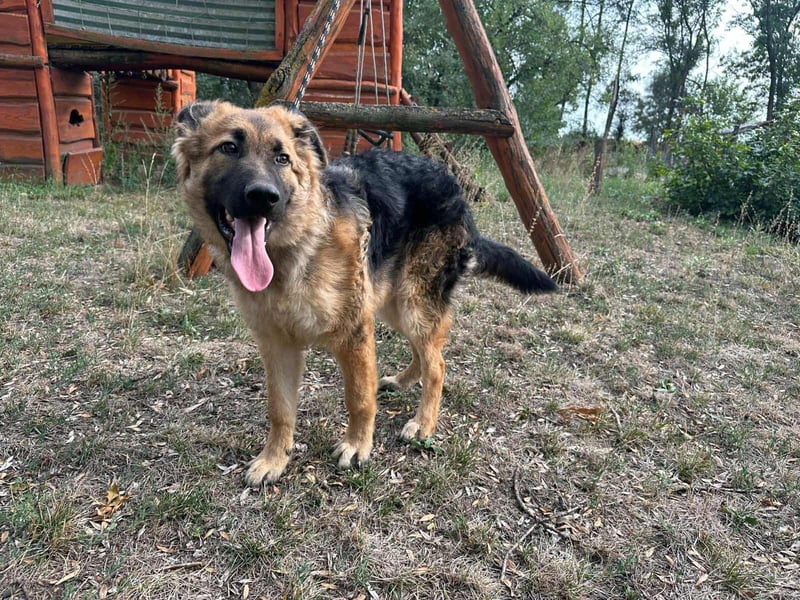 Hector, geboren 15.03.2025, 65cm sucht seine Aufgabe