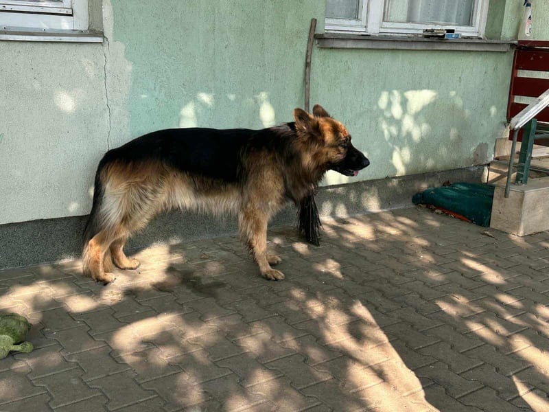 Nero, 6 Jahre, 65cm sucht seine Menschen