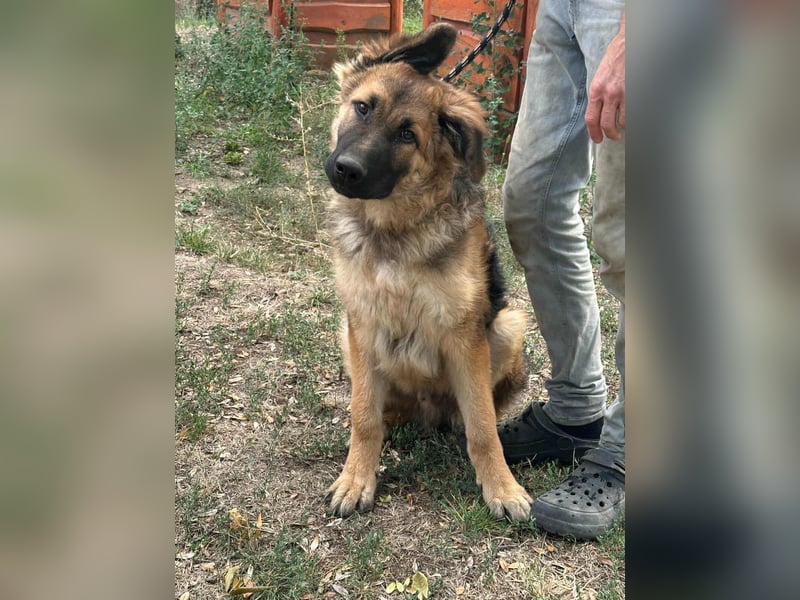 Hector, geboren 15.03.2025, 65cm sucht seine Aufgabe