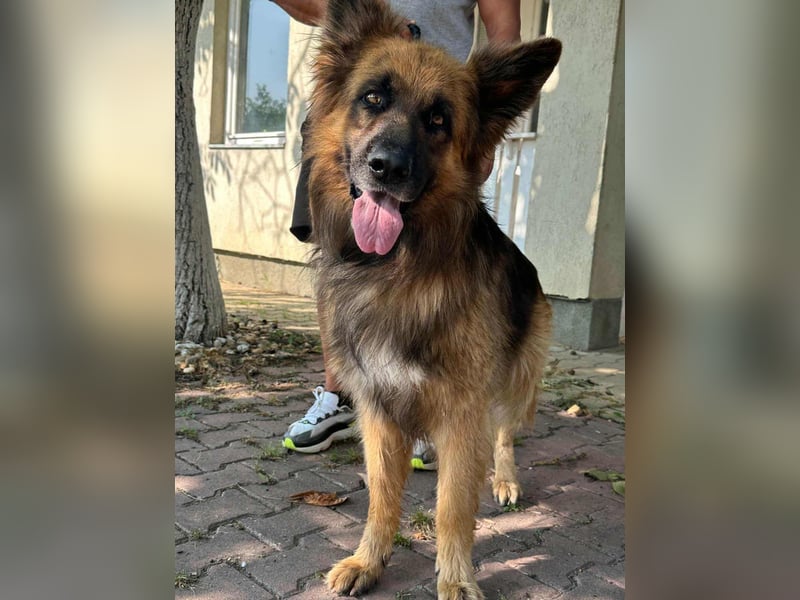 Nero, 6 Jahre, 65cm sucht seine Menschen