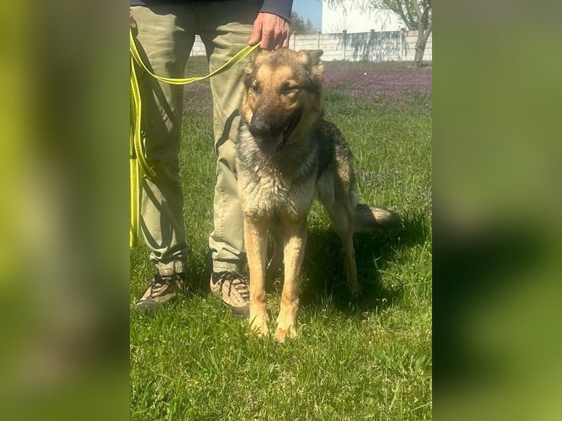 Lady, geboren 03.08.2024, 64cm sucht ihr Zuhause