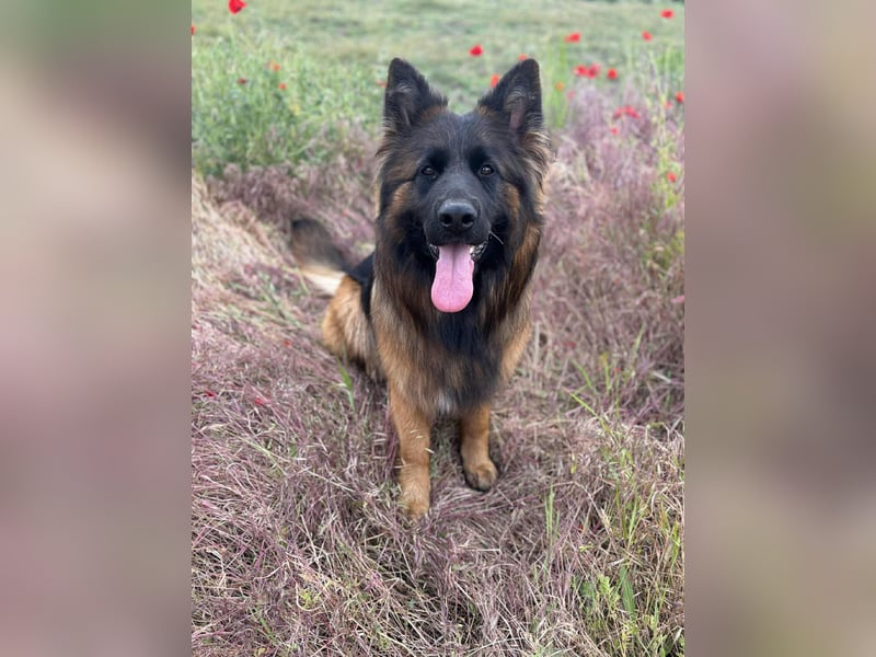 Florencia, 2 Jahre, 63cm sucht ihr für immer Zuhause