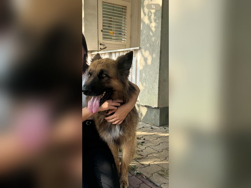 Nero, 6 Jahre, 65cm sucht seine Menschen