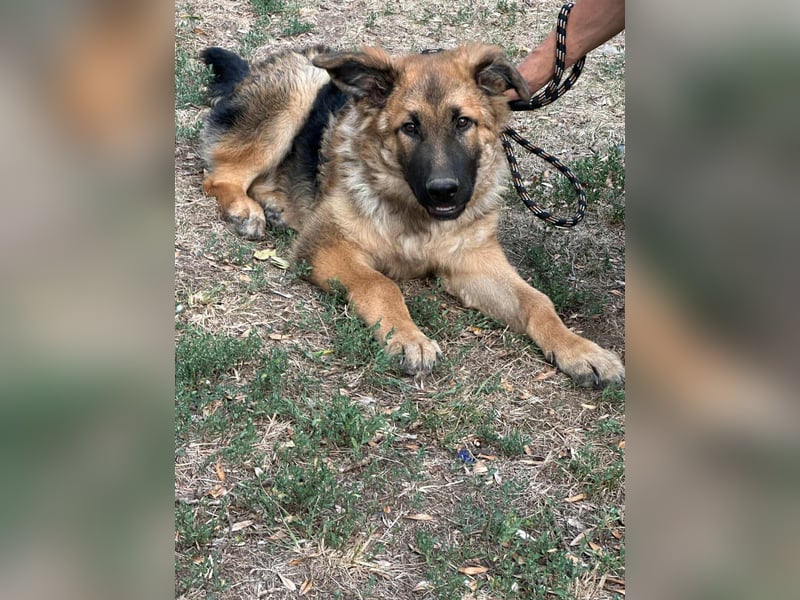 Hector, geboren 15.03.2025, 65cm sucht seine Aufgabe