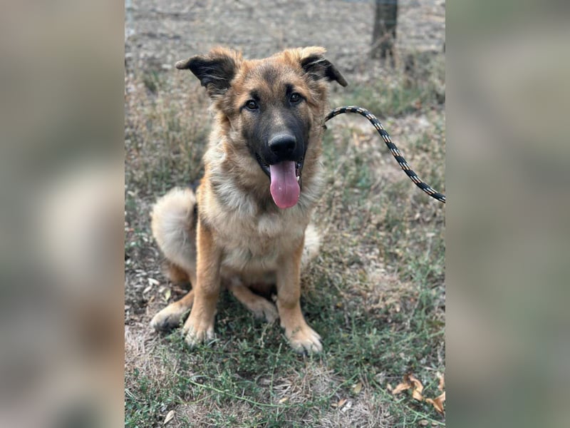 Hector, geboren 15.03.2025, 65cm sucht seine Aufgabe