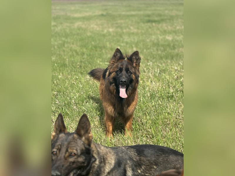 Florencia, 2 Jahre, 63cm sucht ihr für immer Zuhause