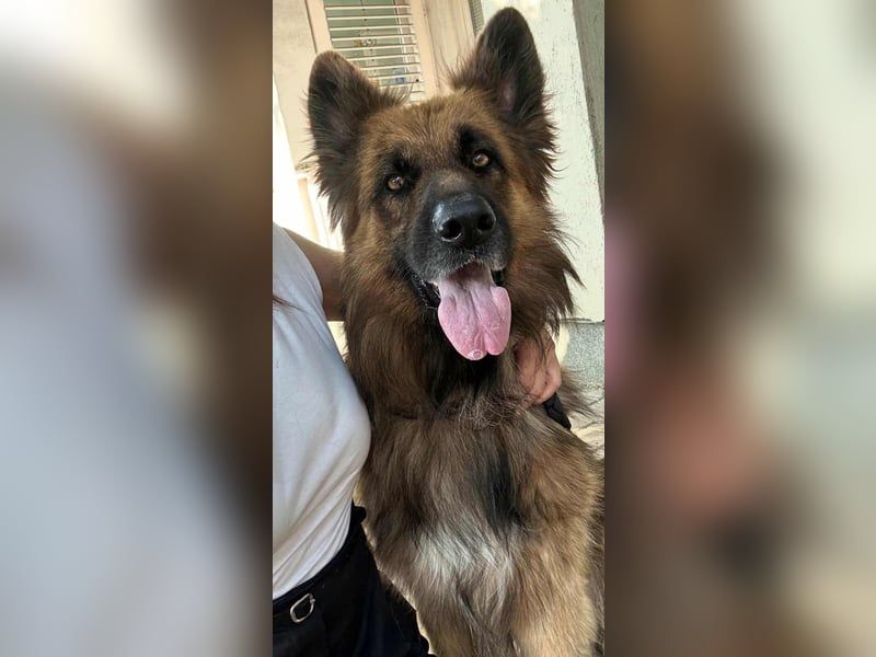Nero, 6 Jahre, 65cm sucht seine Menschen