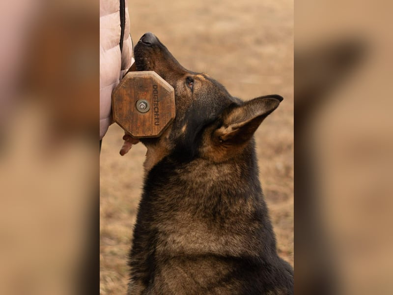 Qrock, 8 Jahre, 65cm sucht Schäfi - Liebhaber