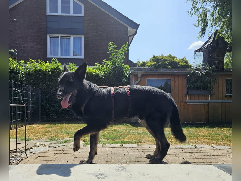 Onix sucht sein Happy End