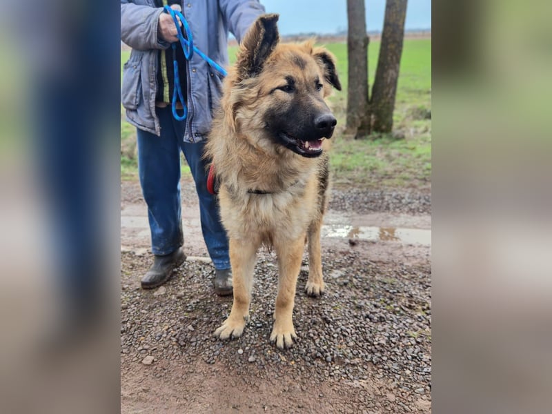Hector, geboren 15.03.2025, 65cm sucht seine Aufgabe