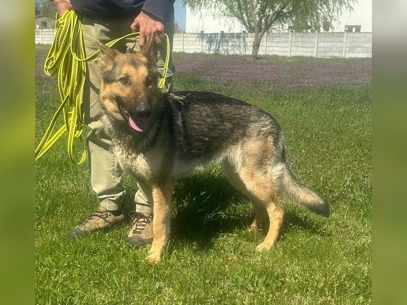 Lady, geboren 03.08.2024, 64cm sucht ihr Zuhause