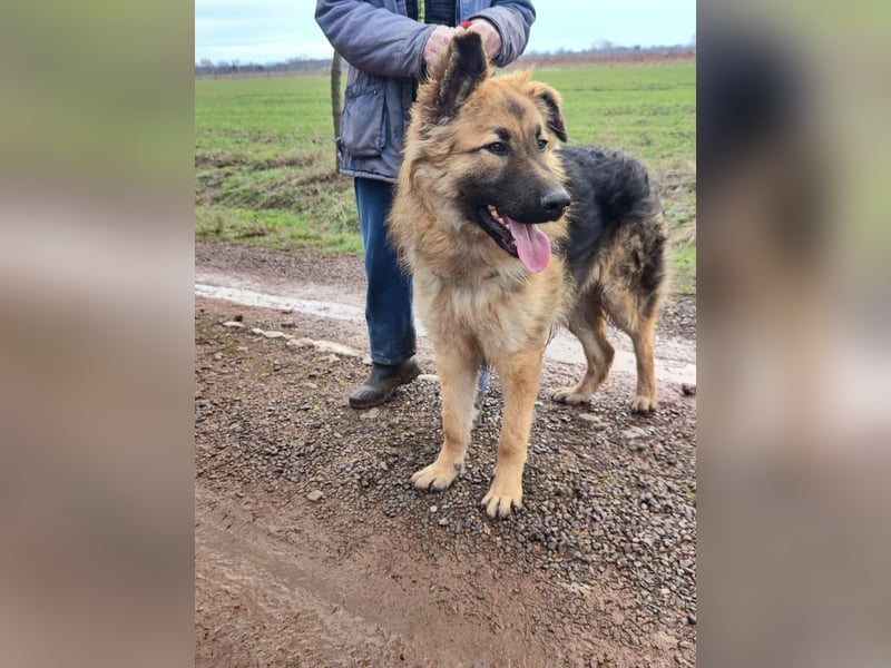 Hector, geboren 15.03.2025, 65cm sucht seine Aufgabe