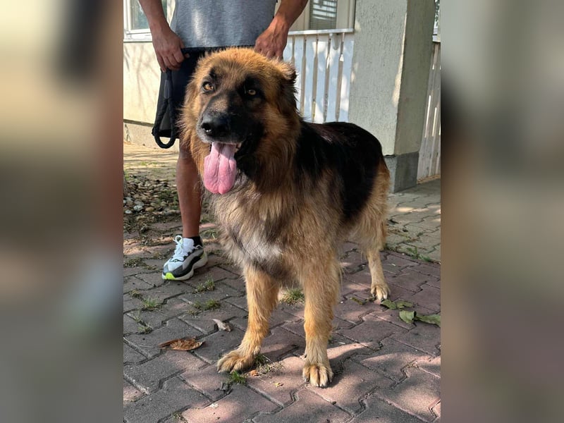 Nero, 6 Jahre, 65cm sucht seine Menschen