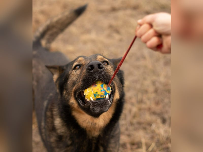 Qrock, 8 Jahre, 65cm sucht Schäfi - Liebhaber