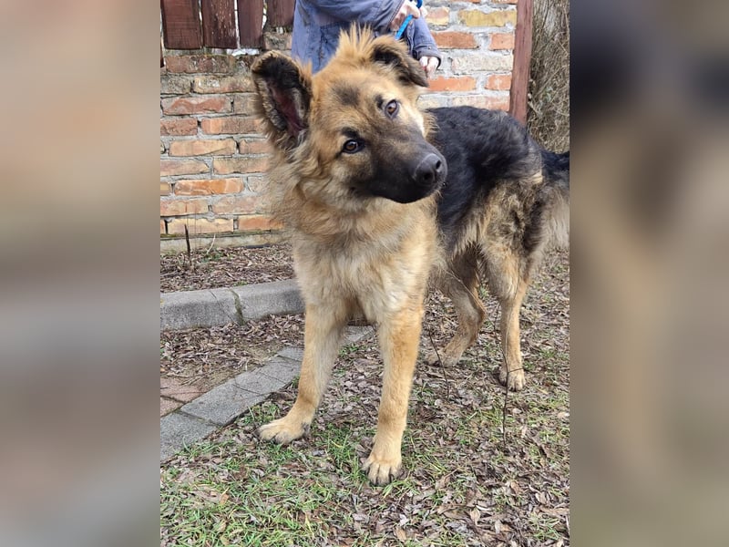 Hector, geboren 15.03.2025, 65cm sucht seine Aufgabe