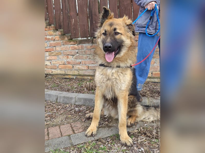 Hector, geboren 15.03.2025, 65cm sucht seine Aufgabe