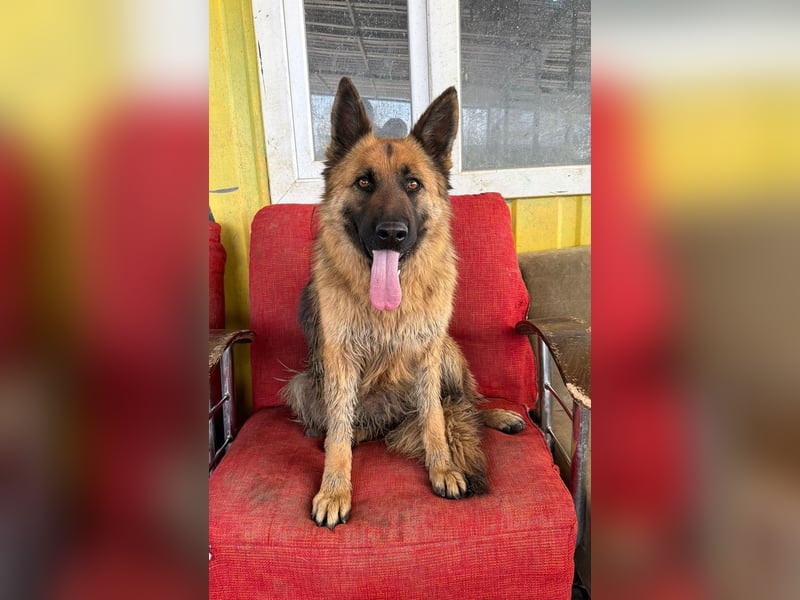 Ronja sucht ein Zuhause oder eine Pflegestelle