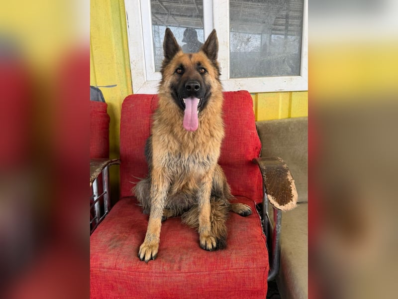 Ronja sucht ein Zuhause oder eine Pflegestelle