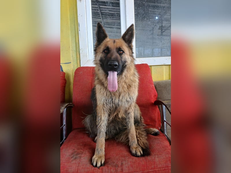 Ronja sucht ein Zuhause oder eine Pflegestelle