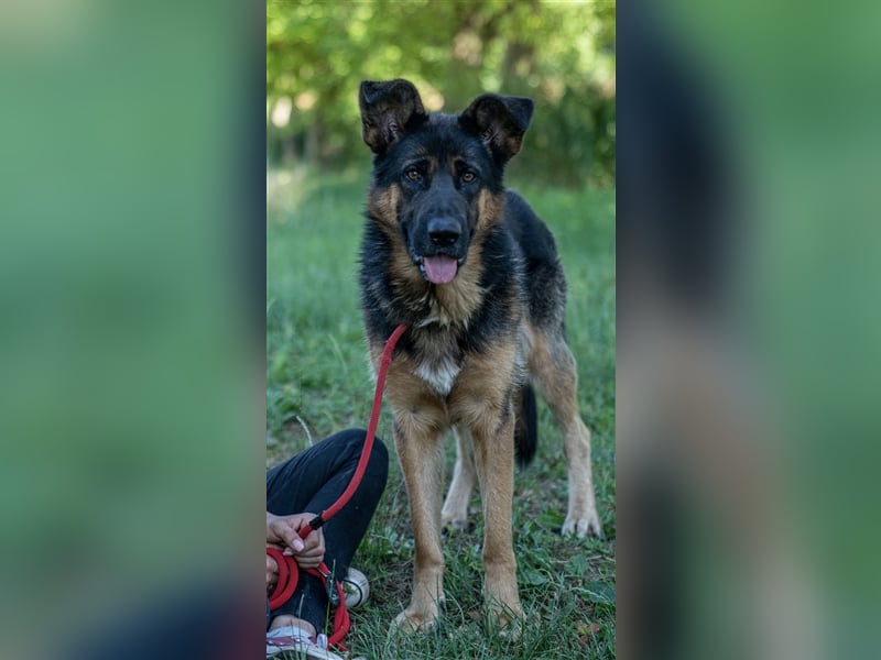 Inspektor Clouseau - Ein Charmeur auf Körbchensuche