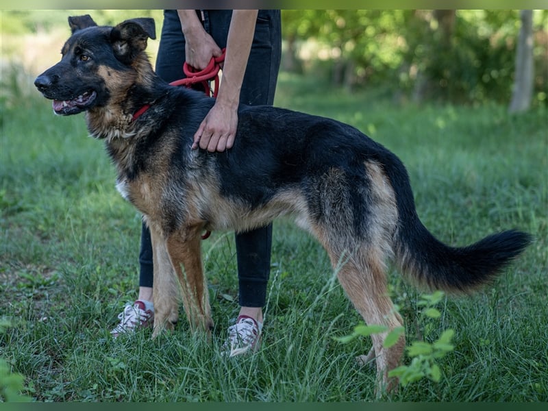 Inspektor Clouseau - Ein Charmeur auf Körbchensuche